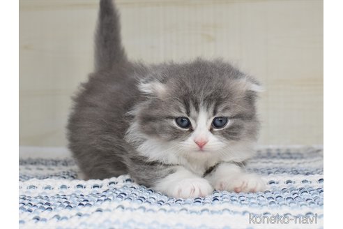 成約済の愛知県のスコティッシュフォールド(折れ耳)-87636の2枚目